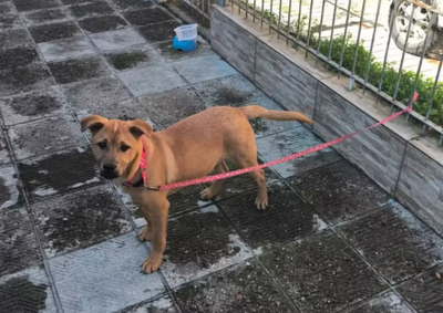 Filhote foi encontrado pela Guarda Municipal e encaminhado &agrave; ONG Viva Bicho