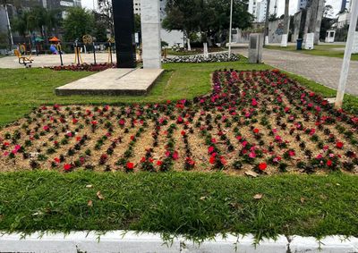 Servi&ccedil;os inclu&iacute;ram ro&ccedil;ada, limpeza, plantio de mudas e prepara&ccedil;&atilde;o de novos canteiros em diferentes regi&otilde;es da cidade