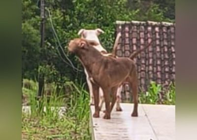 &ldquo;Ser&aacute; que n&atilde;o tinha um jeito de dar um tiro e jogar pra grota?&rdquo;, sugere grava&ccedil;&atilde;o denunciada por associa&ccedil;&atilde;o de prote&ccedil;&atilde;o animal