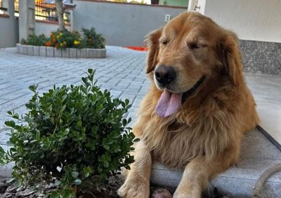 Animal estava em uma resid&ecirc;ncia em Guabiruba; moradores se negaram a entregar o c&atilde;o voluntariamente e mandado de busca e apreens&atilde;o foi expedido
