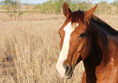 &Oacute;rg&atilde;o Especial declarou inconstitucional a lei estadual que havia retirado os cavalos do rol de animais expressamente reconhecidos como seres sencientes 