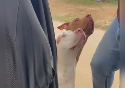 Animais ser&atilde;o levados a centro de adestramento e ressocializa&ccedil;&atilde;o; PATA estima gastos mensais de R$ 4 mil