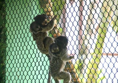 Filhotes nasceram em outubro e s&atilde;o carregados pelos outros tr&ecirc;s saguis que vivem no mesmo recinto