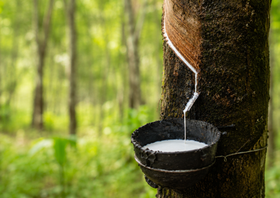 Iniciativa em parceria com o SENAR e Sindicato Rural busca aprimorar t&eacute;cnicas de extra&ccedil;&atilde;o de l&aacute;tex e garantir a sustentabilidade dos seringais
