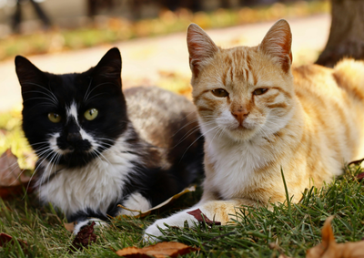 Inscri&ccedil;&otilde;es v&atilde;o de 27 a 31 de julho; vagas para c&atilde;es j&aacute; se esgotaram, mas ainda h&aacute; oportunidades para os felinos