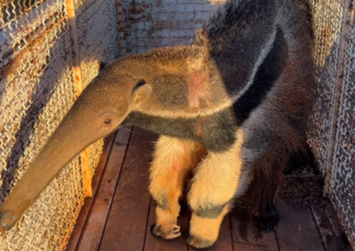 Animal em situa&ccedil;&atilde;o de risco foi resgatado e devolvido ao seu habitat natural