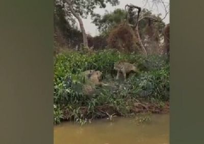 A cena chamou a aten&ccedil;&atilde;o de turistas que navegavam pelo Rio Miranda