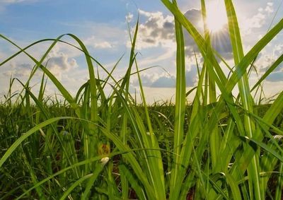 O avan&ccedil;o levou o Estado da oitava para a quarta posi&ccedil;&atilde;o no ranking nacional de &aacute;rea cultivada com cana-de-a&ccedil;&uacute;car