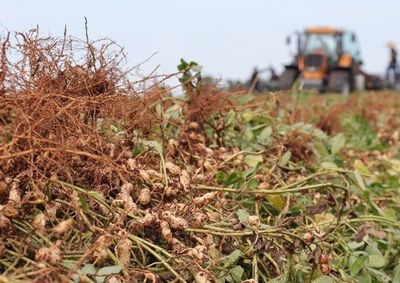 A expans&atilde;o da cultura foi acompanhada pelo aumento da &aacute;rea plantada.