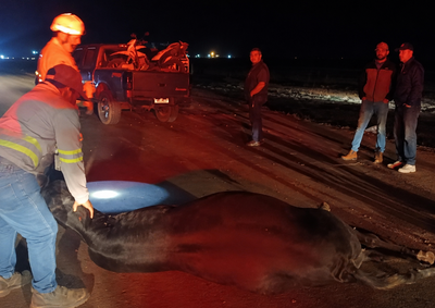 Os animais estavam sobre a pista quando foram atingidos pelo ve&iacute;culo