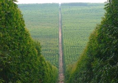 A expans&atilde;o dos eucaliptais tamb&eacute;m provocou uma mudan&ccedil;a silenciosa no campo