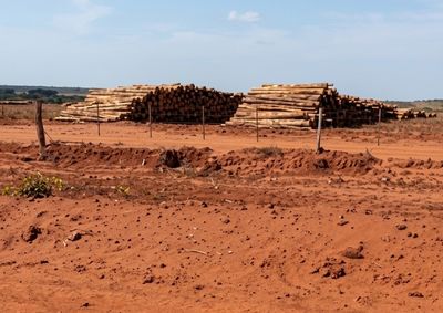 Est&atilde;o sendo investigados os danos causados &agrave; fauna e &agrave; flora nativas pela supress&atilde;o de vegeta&ccedil;&atilde;o natural.