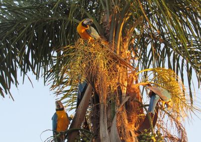Oito aves foram vistas nos coqueiros da Pra&ccedil;a da Vila 70