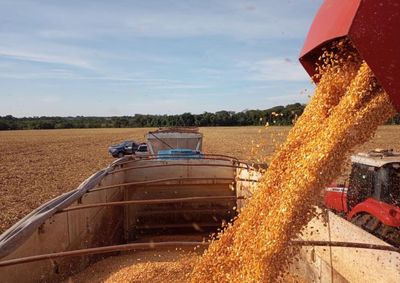 O &iacute;ndice subiu 13,3 pontos percentuais desde o boletim anterior, quando a colheita abrangia 24% da &aacute;rea cultivada