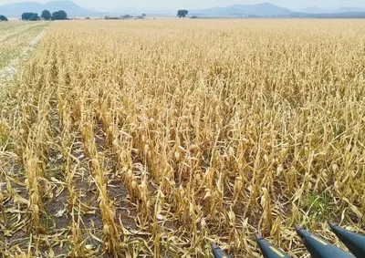 Entre as regi&otilde;es monitoradas, o Nordeste apresenta o melhor desempenho, com 96,7% das lavouras classificadas como boas