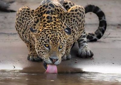 A imagem &eacute; do fot&oacute;grafo sul-mato-grossense Gustavo Figueiroa