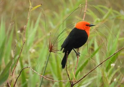 As listas de observa&ccedil;&atilde;o correspondem aos registros enviados pelos participantes ao eBird