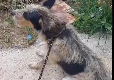 Vereadores v&atilde;o votar o veto da prefeita Noemi Bernardes ao projeto que beneficia a causa animal