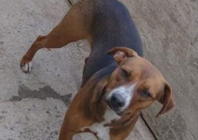 A pet &eacute; d&oacute;cil, n&atilde;o representando perigo para quem a encontrar
