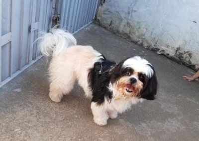 O pet foi encontrado por uma fam&iacute;lia no Vilarejo