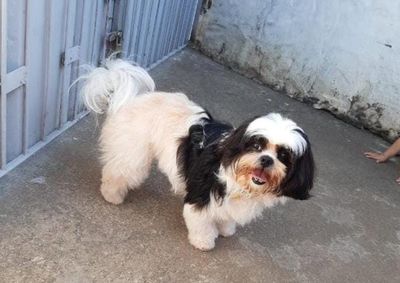 
Ele est&aacute; desaparecido desde o domingo (6); duas crian&ccedil;as que convivem diariamente com o c&atilde;ozinho est&atilde;o tristes com o desaparecimento