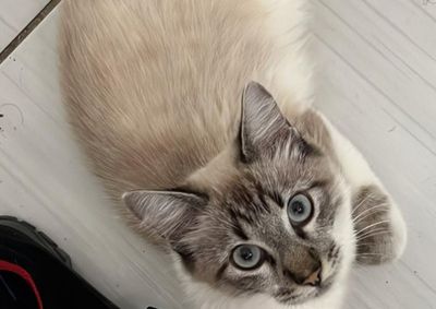 Segundo os relatos, o gato macho &eacute; grande, peludo e d&oacute;cil