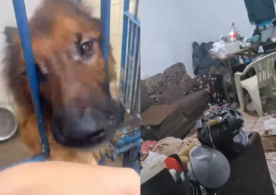 Animais viviam em situa&ccedil;&atilde;o grave de neglig&ecirc;ncia e agora est&atilde;o sob os cuidados da associa&ccedil;&atilde;o, recebendo alimenta&ccedil;&atilde;o e atendimento veterin&aacute;rio
