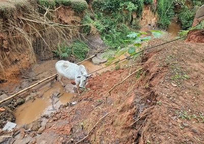 Defesa Civil desatolou o animal na tarde de quinta-feira; caso serve de alerta para donos manterem o gado em local seguro