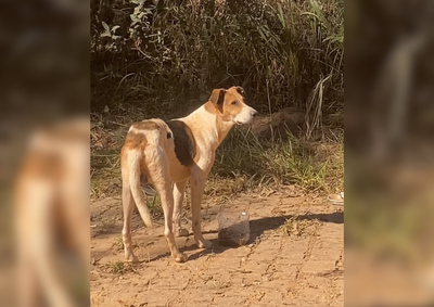 Um c&atilde;o foi abandonado no local e permanece l&aacute; h&aacute; cerca de duas semanas, recebendo comida e &aacute;gua de moradores da regi&atilde;o