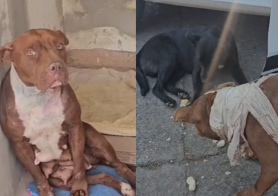 Animal foi deixado em frente a uma empresa, recebeu cuidados ap&oacute;s ser encontrado ferido e agora est&aacute; dispon&iacute;vel para ado&ccedil;&atilde;o respons&aacute;vel