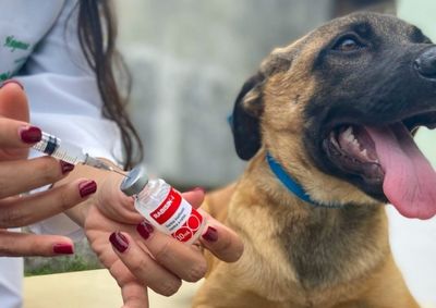 Projeto liderado por Milena e Andreia pretende vacinar at&eacute; 80 animais por edi&ccedil;&atilde;o e realizar novas campanhas a cada tr&ecirc;s meses
