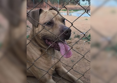 Resgatado muito magro e assustado perto do Pindorama, c&atilde;o se recuperou com cuidados e est&aacute; pronto para ganhar um lar