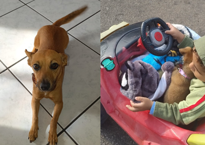 Cadela sumiu ap&oacute;s se assustar com trov&otilde;es, e fam&iacute;lia busca informa&ccedil;&otilde;es sobre poss&iacute;vel atropelamento envolvendo um carro branco