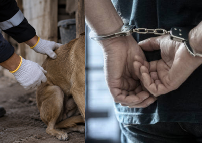 Cadela estava desaparecida havia oito dias e foi encontrada amarrada, com ferimentos que levantaram suspeita de abuso sexual
