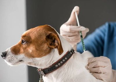 Atendimento ser&aacute; por ordem de chegada; informa&ccedil;&otilde;es pelo (11) 93309-1112.