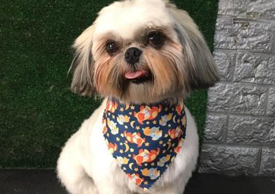 C&atilde;ozinho &eacute; manso, atende pelo nome e fam&iacute;lia pede ajuda para reencontr&aacute;-lo