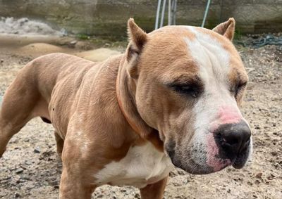 Quem tiver informa&ccedil;&otilde;es sobre o tutor do animal pode entrar em contato pelo telefone informado na mat&eacute;ria
