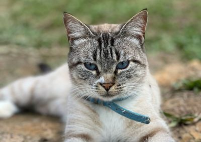 Quem localizar o gato ou tiver informa&ccedil;&otilde;es pode entrar em contato pelo telefone 47 98845-4400