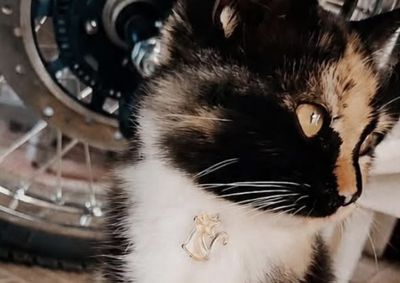 Gata desapareceu no s&aacute;bado (18), no bairro &Aacute;gua Verde, em Canoinhas. Fam&iacute;lia pede ajuda para encontr&aacute;-la