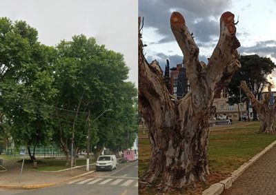 Prefeitura admite interven&ccedil;&atilde;o dr&aacute;stica e diz que decis&atilde;o foi baseada na experi&ecirc;ncia pr&aacute;tica da Secretaria de Meio Ambiente