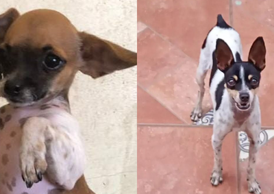 Nina sumiu na Vila Santa Cec&iacute;lia e Aurora escapou no Jardim Am&eacute;rica