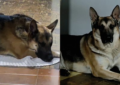 Cachorro sumiu por volta das 11h30 desta segunda-feira (02), na Estrada Velha de Itobi, no fundo da fazenda Cachimb&atilde;o
