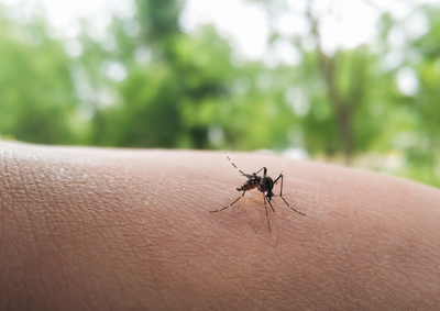 Dados da Sa&uacute;de indicam baixo n&uacute;mero de confirma&ccedil;&otilde;es at&eacute; abril; Chikungunya n&atilde;o registra casos no per&iacute;odo