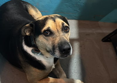 O caso de Guinho mostra que nem todo c&atilde;o na rua est&aacute; abandonado. Conhe&ccedil;a sua hist&oacute;ria e o papel da popula&ccedil;&atilde;o em sua prote&ccedil;&atilde;o