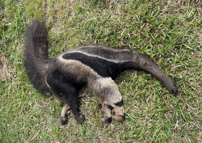 F&ecirc;mea de tamandu&aacute;-bandeira foi encontrada com fratura ap&oacute;s atropelamento na SP-344 e encaminhada para atendimento especializado