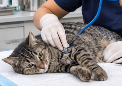 Programa gratuito inclui avalia&ccedil;&atilde;o veterin&aacute;ria e microchipagem