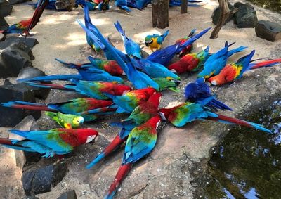 O Parque das Aves oferece conex&atilde;o com a natureza em um espa&ccedil;o amplo ao ar livre e abre todos os dias nas f&eacute;rias de julho