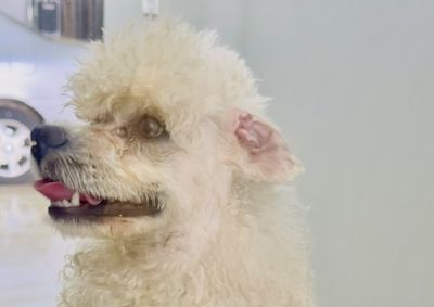 Alerta sobre pet que chegou com um cliente no mercado e ficou no local  