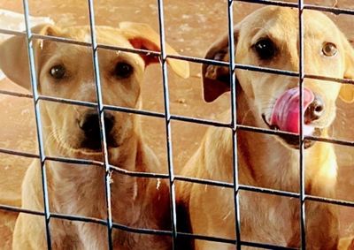 O vira-lata se tornou um s&iacute;mbolo da causa animal 