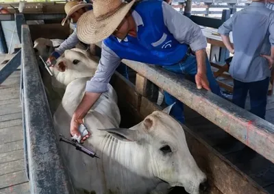 Produtores e criadores tem at&eacute; esta data para adquirir a vacina e imunizar bovinos e bubalinos de todas as idades
